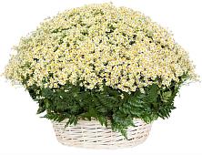 Цветочная композиция из Ромашки в корзине #REPLACE_PRED# Монино